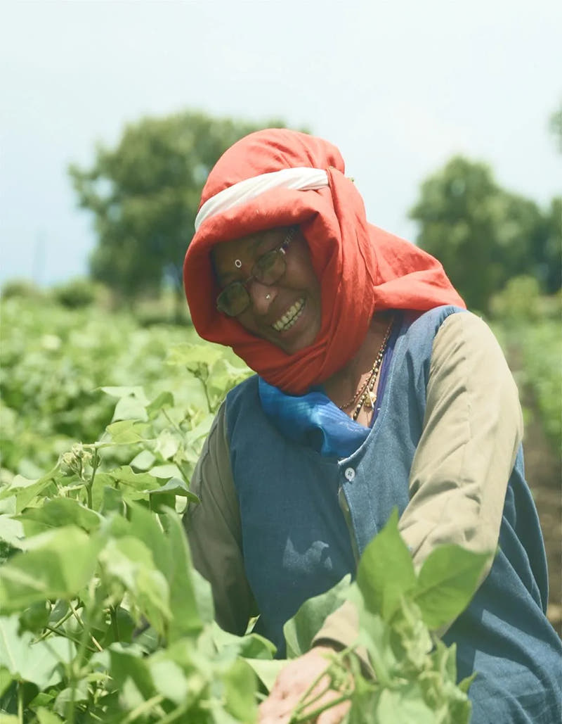 Fairtrade certified cotton fields in India